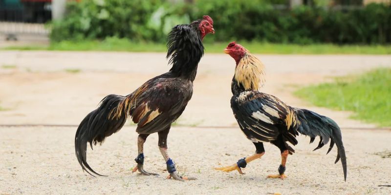 Đá Gà N666 – Khám Phá Địa Điểm Cá Cược Cực Thu Hút